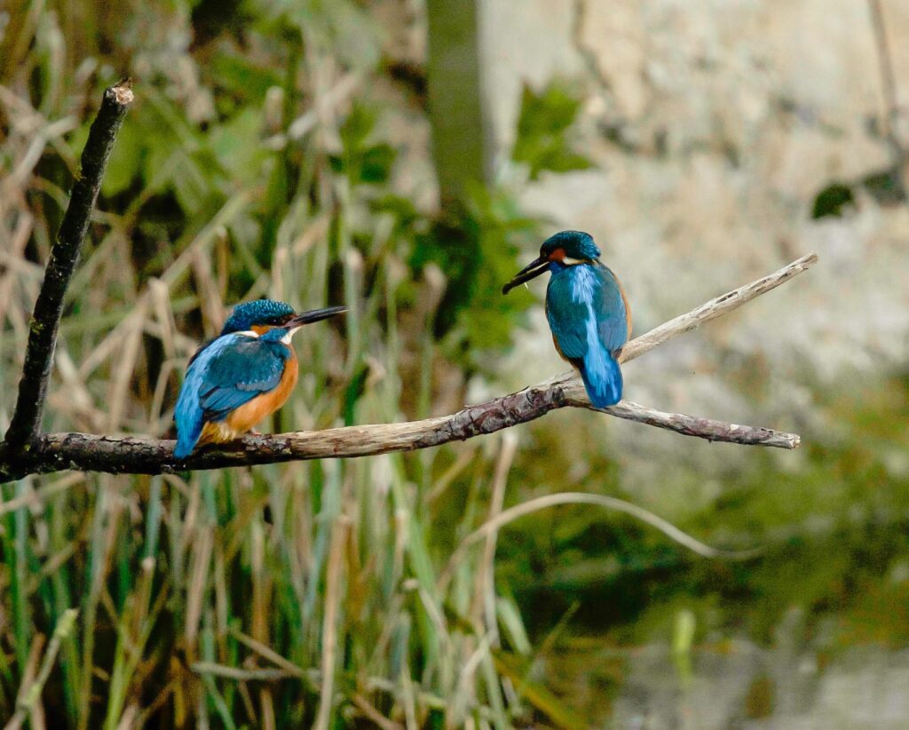 ijsvogels op een tak bij het water