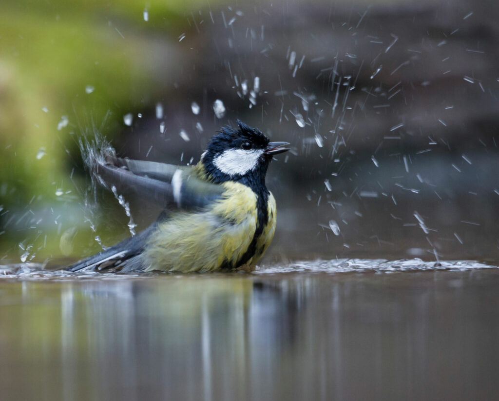 een koolmees baddert in water