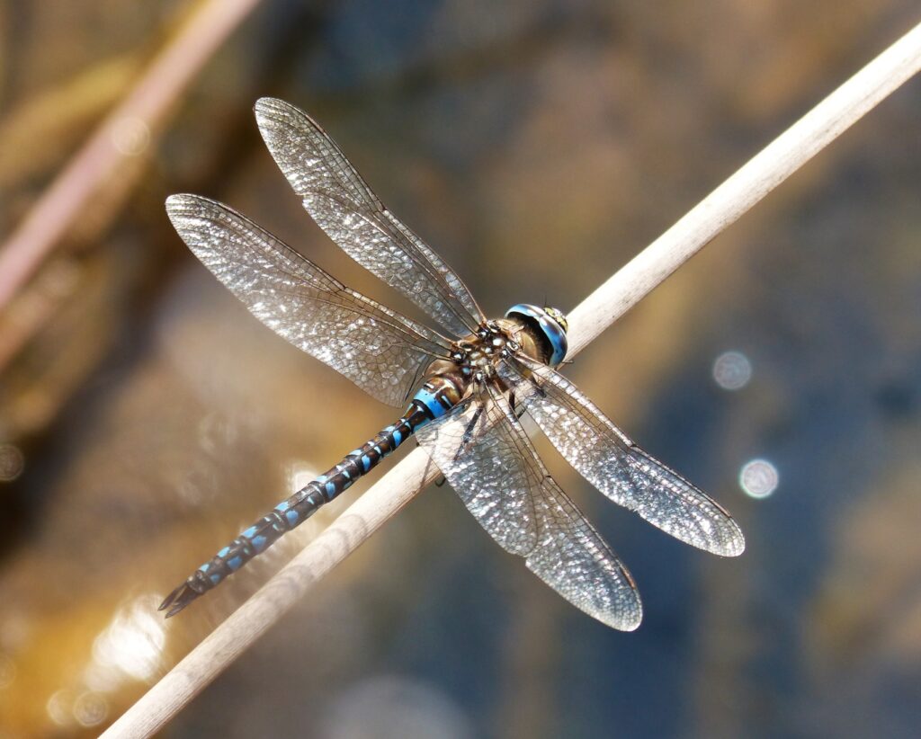 libelle op een tak bij water