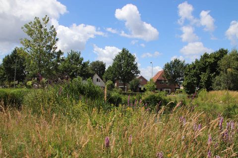 weide met gras, bomen en een blauwe lucht