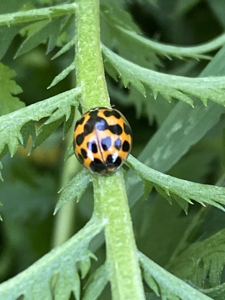 Oranje lieveheersbeestje met zwarte stippen