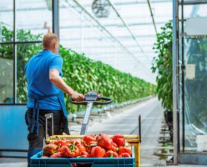 teler loopt kas in met paprika's