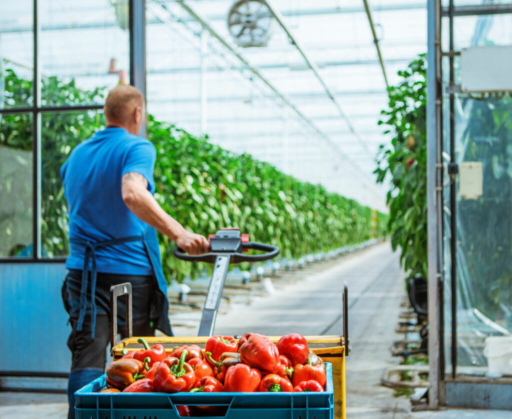 teler neemt tomaten mee in de kas