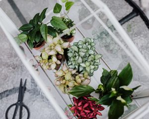 kamerplanten in een kweekkast, van boven gefotografeerd